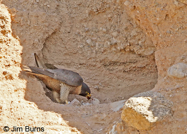 Peregrine Falcon female with two nestlings