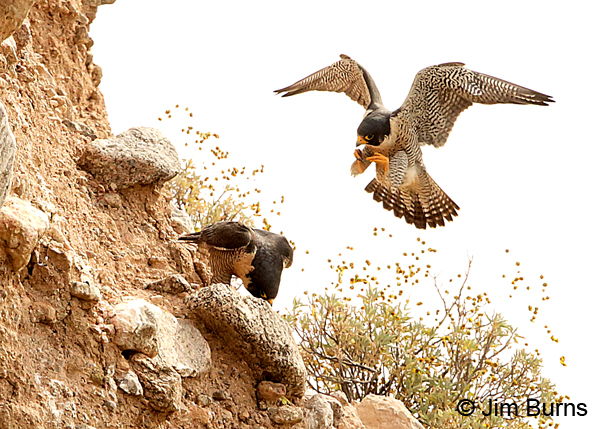 Peregrine Falcon pair pre-copulation
