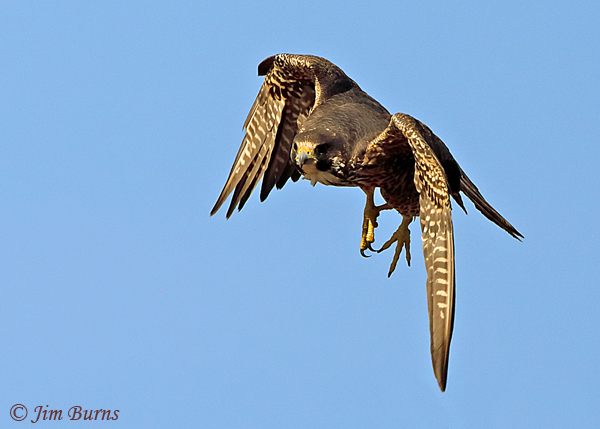 Peregrine Falcon juvenile banking--4744
