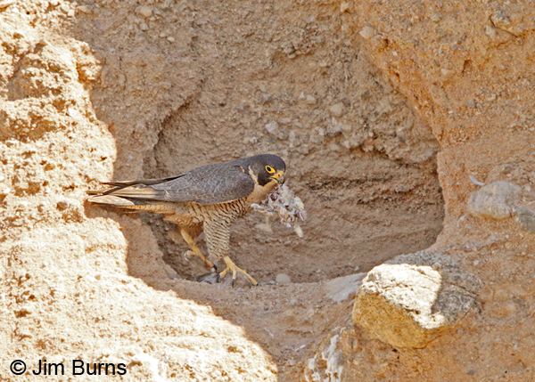 Peregrine Falcon female with White-winged Dove carcass
