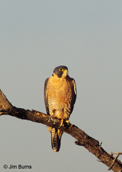 Peregrine sunrise