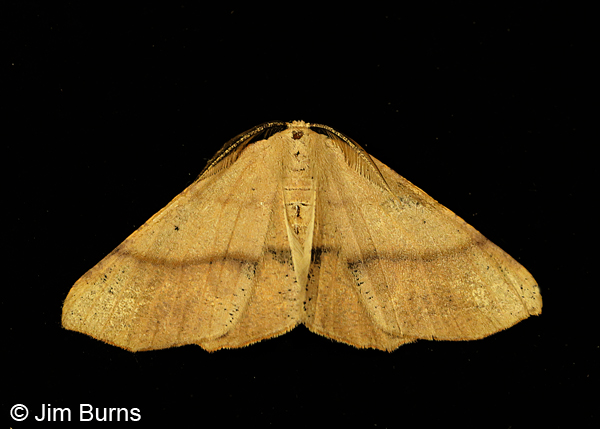 Pero radiosaria, Arizona