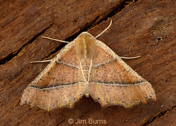 Pero radiosaria, Arizona--0520