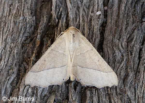 Pero radiosaria #2, Arizona