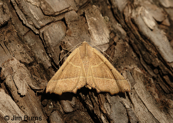 Pero radiosaria on bark, Arizona