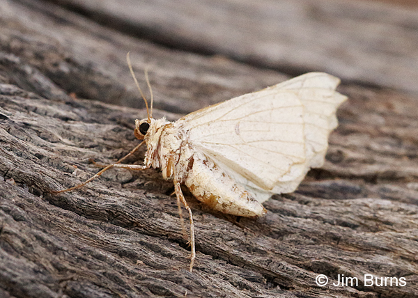 Pero radiosaria underwing, Arizona