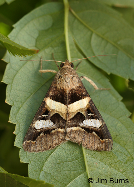 Perpendicular Melipotis Moth, Sycamore Creek, Arizona