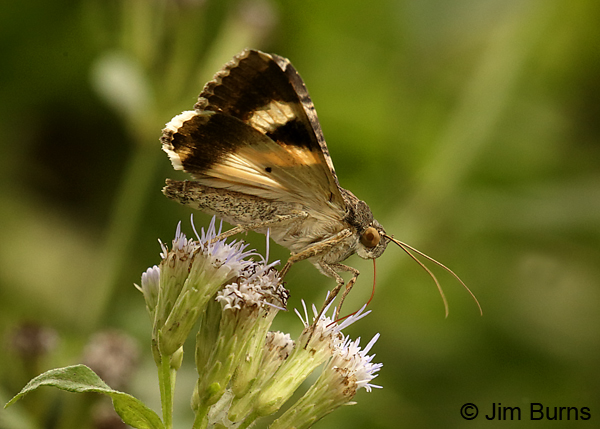 Perpendicular Melipotis Moth nectaring, Texas
