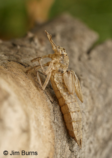 Persephone's Darner exuvia, Gila Co., AZ, September 2017
