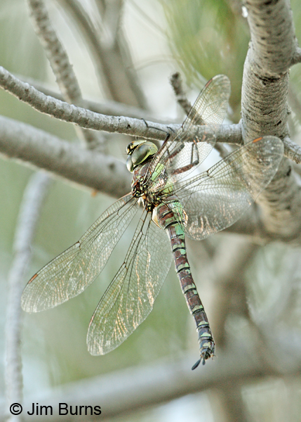 Persephone's Darner female, dorsolateral view, Cochise Co., AZ, October 2012