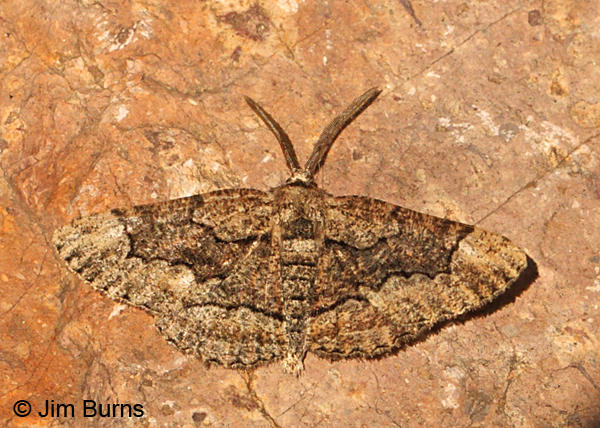 Phaeoura cristifera, Arizona