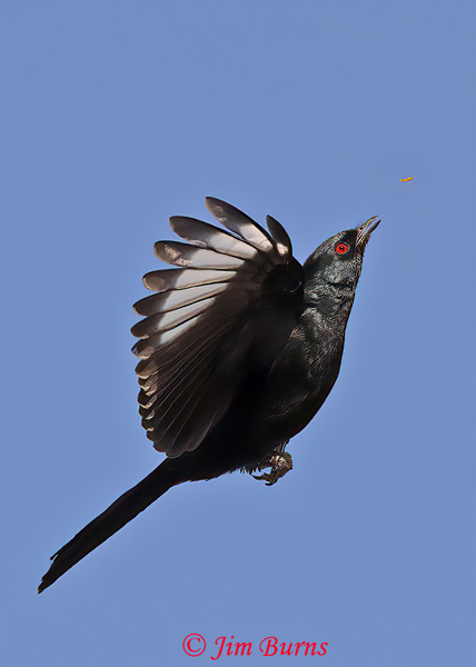 Phainopepla male, grabbing a protein breakfast--0276