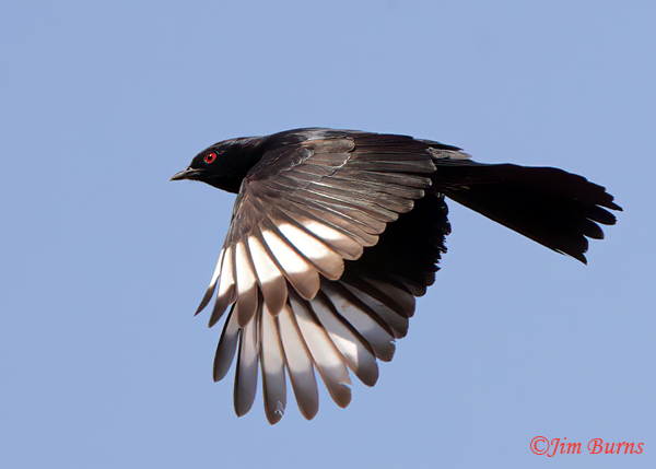 Phainopepla male in flight dorsal wing--0884