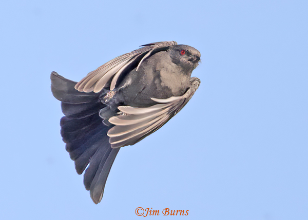 Phainopepla female wings folded while diving for bugs--1865