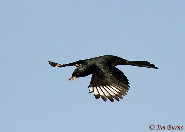 Phainopepla male demonstrating the original meaning of feathering one's nest--1957