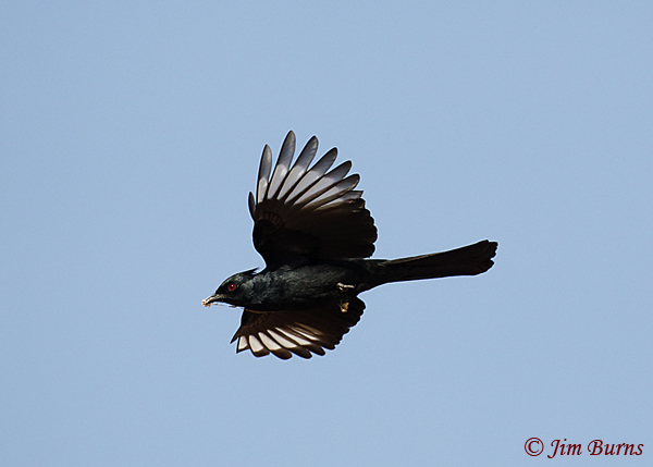 Phainopepla male with nesting material--2061