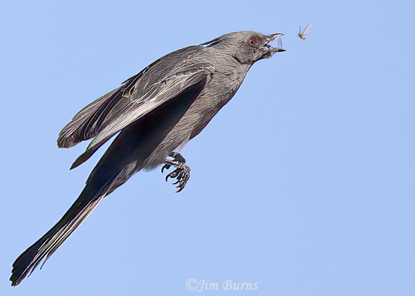 Phainopepla female hawking insects--2094