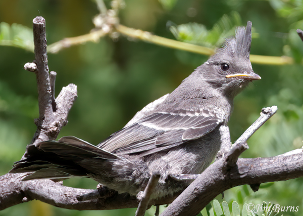 Phainopepla fledgling--2165