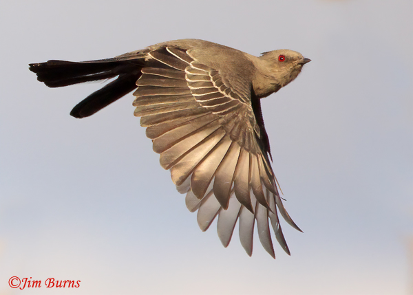 Phainopepla female hawking insects #2--2382
