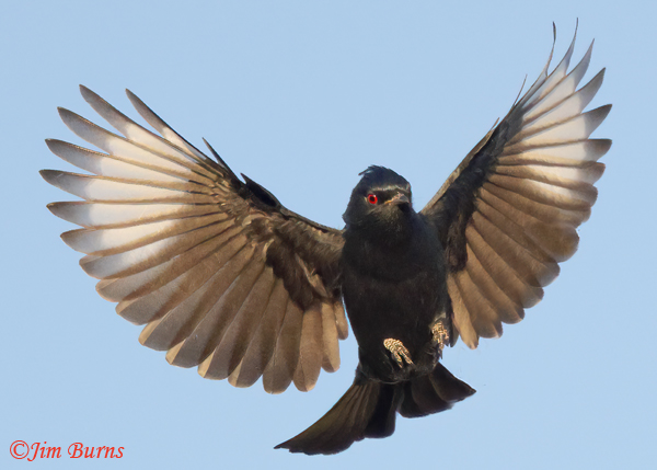 Phainopepla, the conductor wingspread--2553
