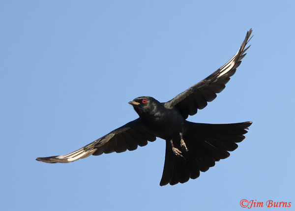 Phainopepla male in flight--2583
