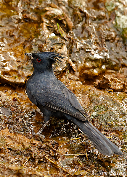 Phainopepla male at waterfall--9297