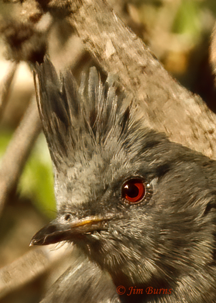 Phainopepla female head shot--9636