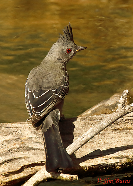 Phainopepla female coming to water--9638
