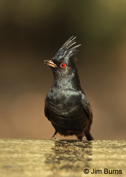 Phainopepla drinking