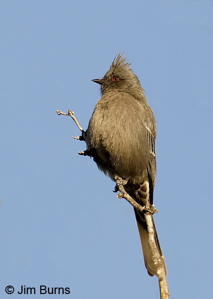 Phainopepla female teed up