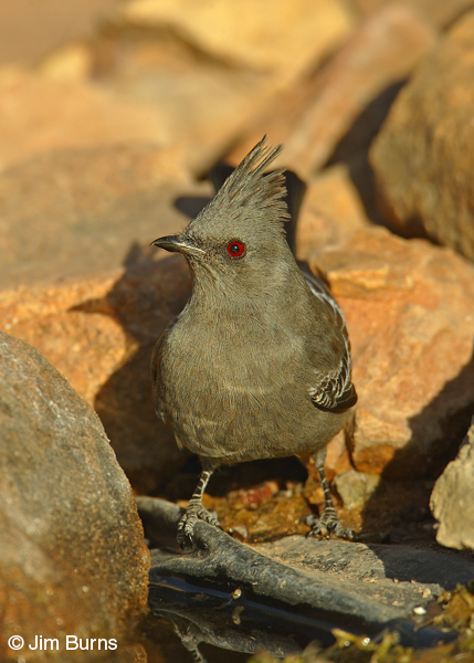 Phainopepla female