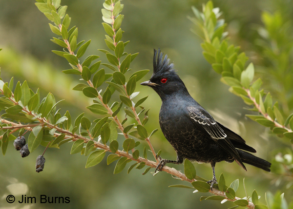 Phainopepla immature male in Myrtle bush