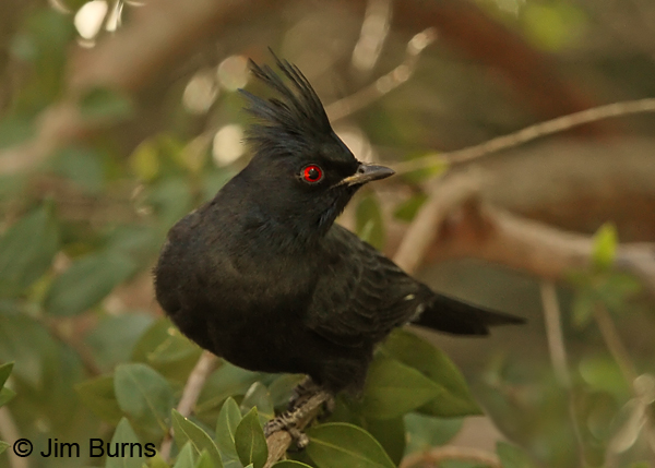 Phainopepla male eye color