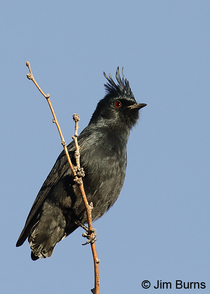 Phainopepla male without a tail