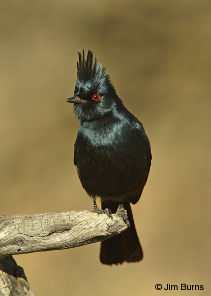 Phainopepla male