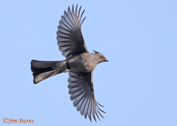 Phainopepla female wings spread while soaring--1866