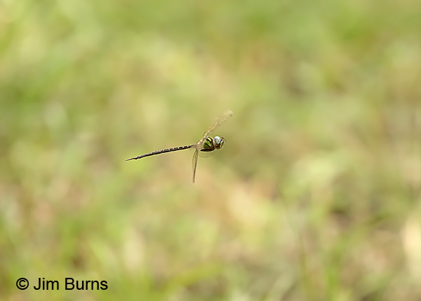 Phantom Darner male in flight, Collier Co., FL, December 2016