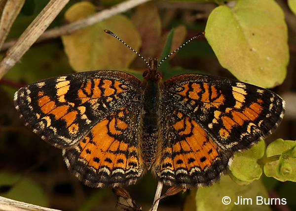 Phaon Crescent, Florida