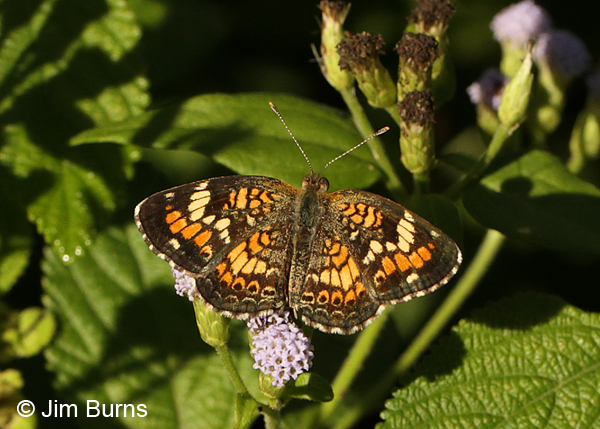 Phaon Crescent, Texas