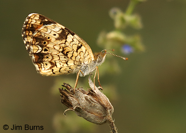 Phaon Crescent underwing #2, Texas
