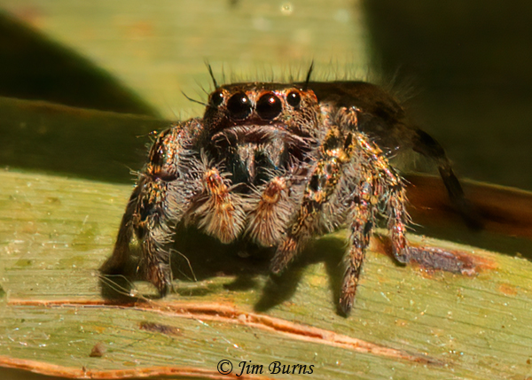 Phidippus Californicus female face shot, Arizona--9973