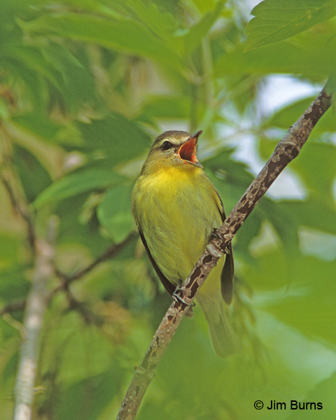 Philadelphia Vereo singing