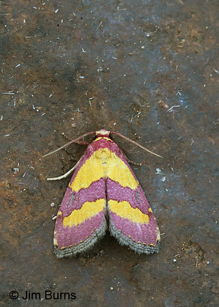 Phoenicophanta bicolor dorsal view, Arizona
