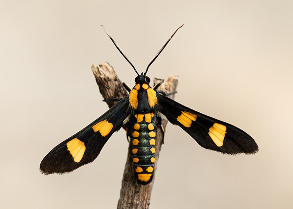 Phoenicoprocta hampsonii, Arizona