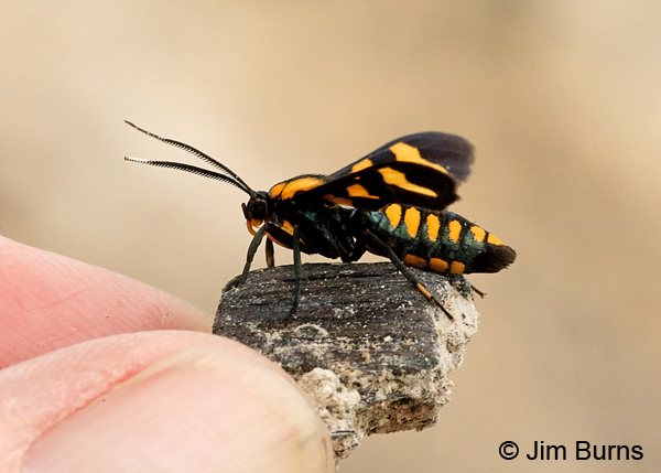 Phoenicoprocta hampsonii lateral view, Arizona