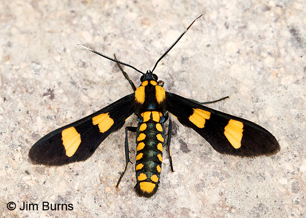 Phoenicoprocta hampsonii on rock, Arizona