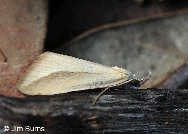 Phytometra obliqualis, Arizona