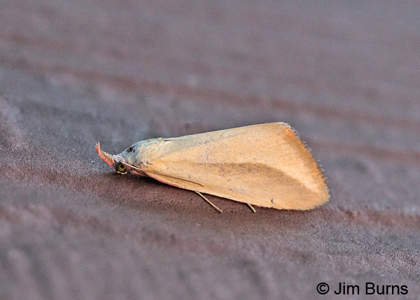 Phytometra obliqualis at sunrise, Arizona