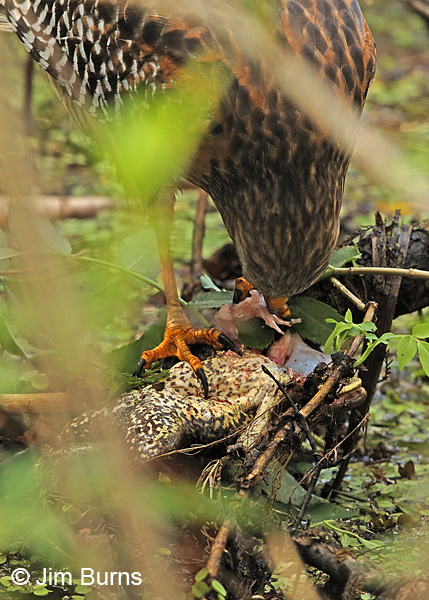 Pig Frog, ventral view, prey for Red-shouldered Hawk
