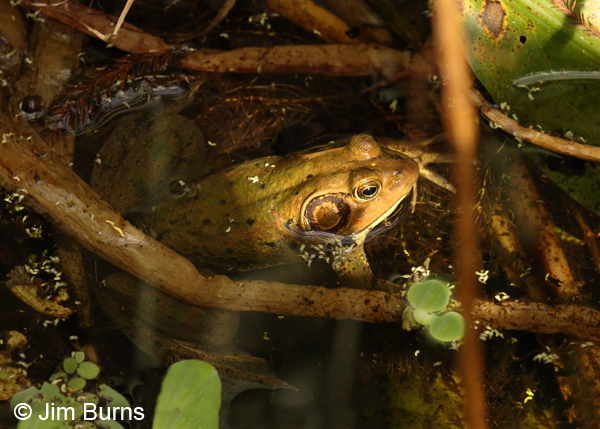 Pig Frog